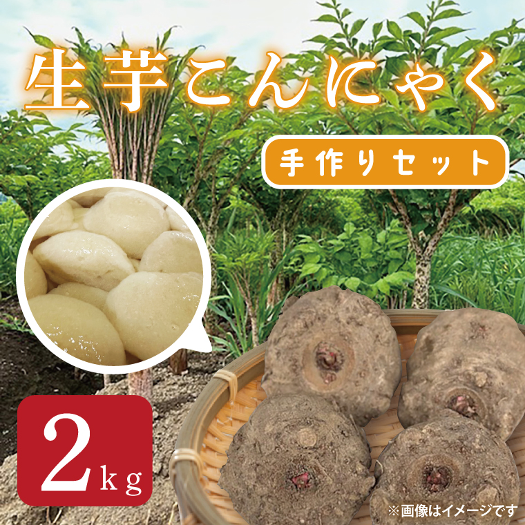 大子町産 生芋こんにゃく手作りセット 【こんにゃく芋（みやままさり）2kg ・凝固剤・レシピ付き】｜茨城県 大子町 菊池農園 蒟蒻 刺身 田舎（CL003）