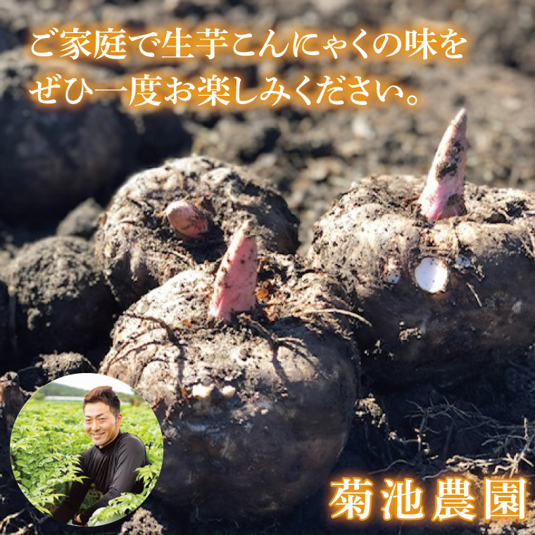 大子町産 生芋こんにゃく手作りセット 【こんにゃく芋（みやままさり）2kg ・凝固剤・レシピ付き】｜茨城県 大子町 菊池農園 蒟蒻 刺身 田舎（CL003）