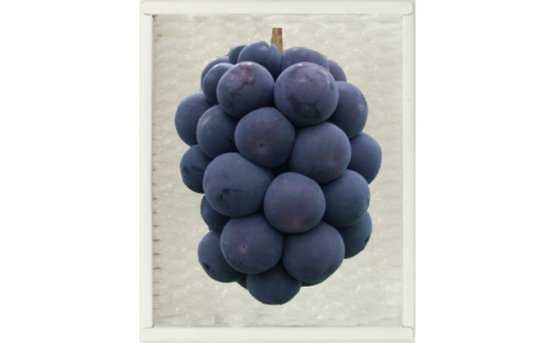 ぶどう 2026年先行予約 ニューピオーネ 1房 約600g 岡山県産 お届け 9月上旬～10月中旬