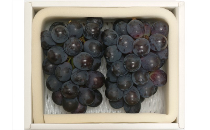 ぶどう 2026年先行予約 ニューピオーネ 2房 約950g 岡山県産 お届け 9月上旬～10月中旬