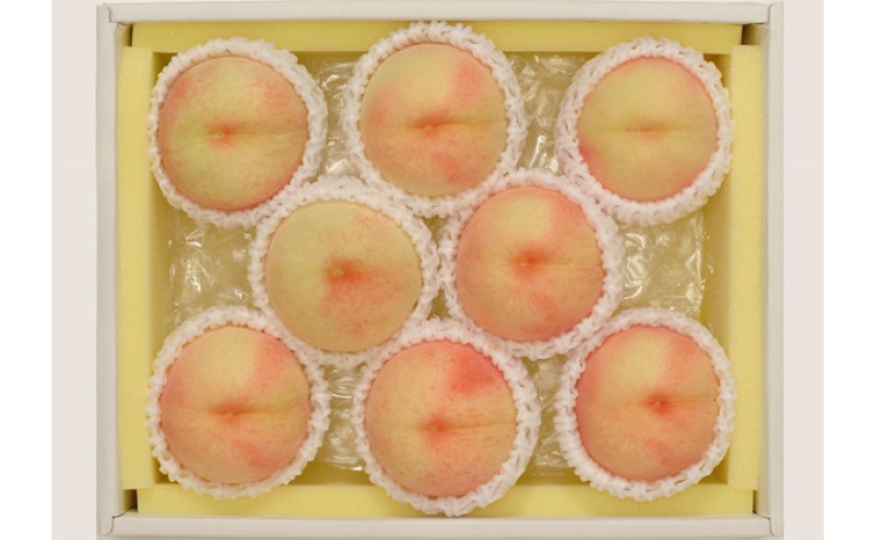 桃 2026年先行予約 岡山県産 白桃 約1.8kg 7～9玉 お届け 7月上旬～7月下旬