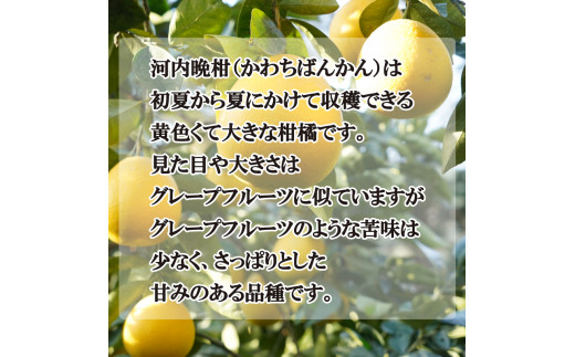 数量限定 先行予約 贈答用 河内晩柑 3kg 7000円 みかん かわちばんかん 愛南ゴールド あいなん ゴールド 夏 文旦 和製 グレープフルーツ 家庭用 産地直送 国産 農家直送 期間限定 ビタミン 健康 おいしい 特産品 ゼリー ジュース アイス 等に 人気 限定 さわやか 甘い フルーツ 果物 柑橘 mikan 蜜柑 ミカン ギフト プレゼント おすそわけ お試し 吉田農園 愛南町 愛媛県
