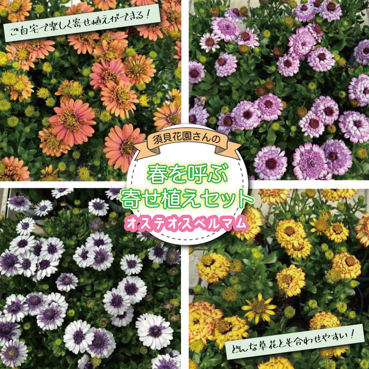 【2026年3月より順次発送】須貝花園さんの春を呼ぶ寄せ植えセット＜オステオスペルマム 4鉢＞｜オステオスペルマム 花 季節の花 寄せ植え 寄せ植えセット セット 須貝花園 先行予約 茨城県 行方市(C-17)