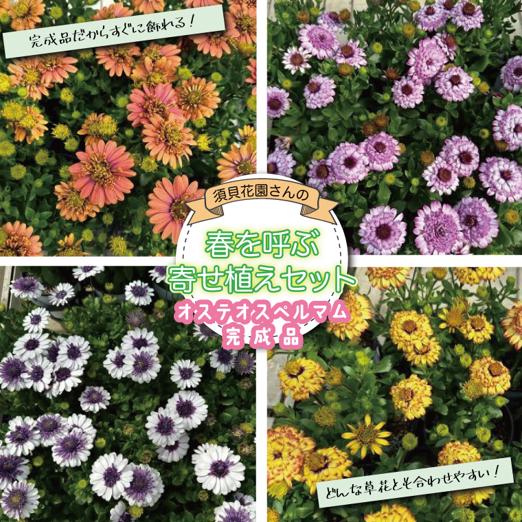 【2026年3月より順次発送】【完成品】須貝花園さんの春を呼ぶ寄せ植えセット＜オステオスペルマム 4鉢＞｜オステオスペルマム 花 季節の花 寄せ植え 寄せ植えセット セット 須貝花園 先行予約 茨城県 行方市(C-18)