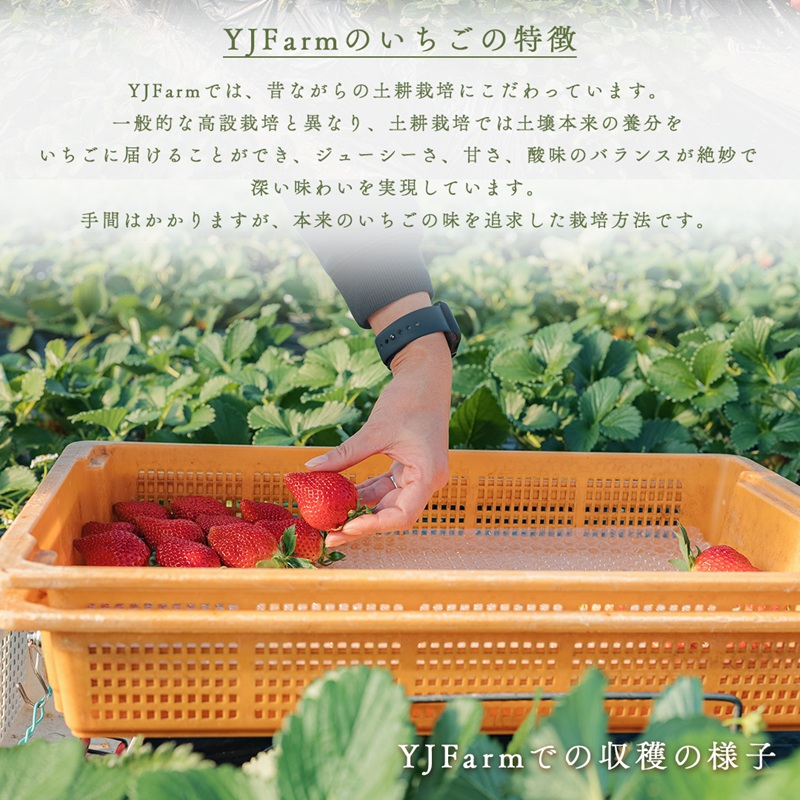 天使のいちご 紅白セット 苺 約400g いちご 詰め合わせ セット 岐阜県 海津市