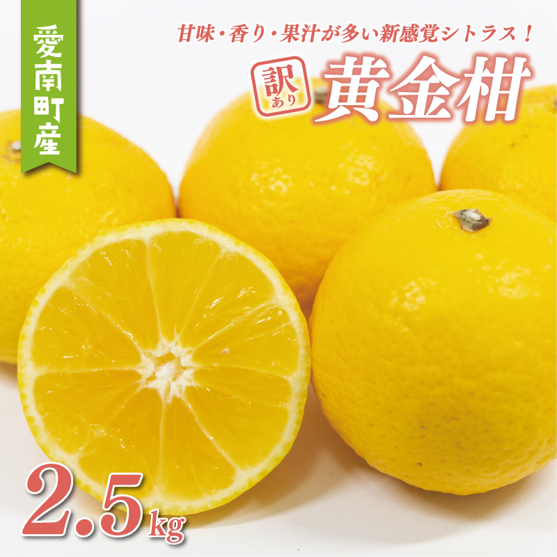 訳あり 黄金柑 2.5kg サイズミックス 6000円 みかん わけあり おうごんかん ゴールデンオレンジ 高級 希少 人気 ブランド 柑橘 果物 フルーツ 数量限定 期間限定 産地直送 国産 農家直送 特産品 お取り寄せ ギフト プレゼント mikan 蜜柑 ミカン 甘い 糖度 おいしい 果汁 さわやか 果樹園みどり 愛南町 愛媛県