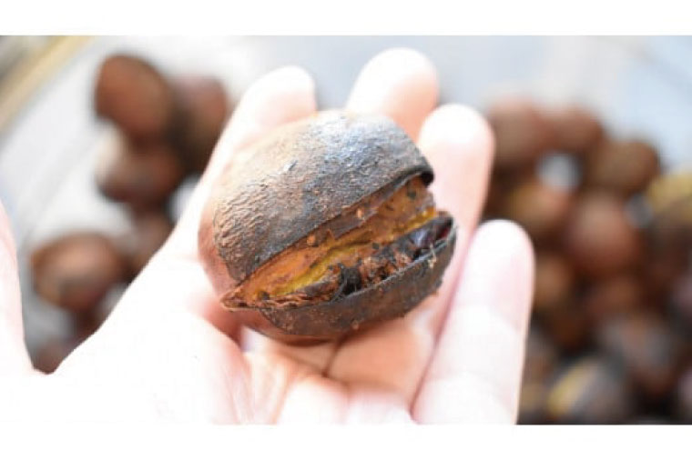 【2025年10月中旬より順次発送】なめがたの焼き栗(300g×3袋)｜栗 焼き栗 焼栗 くり クリ 熟成 真空 真空パック 先行予約 茨城県 行方市(CS-1)