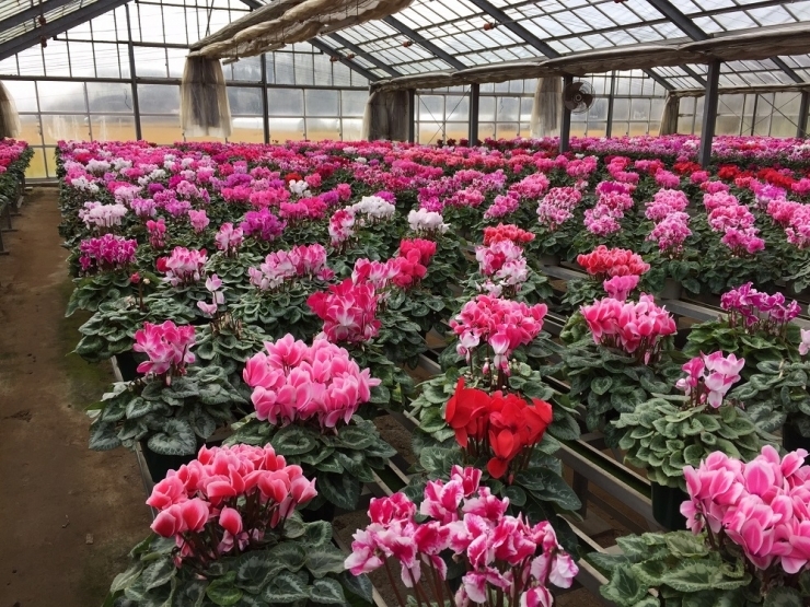 【2025年10月中旬より順次発送】シクラメン(5号鉢) 4鉢セット｜シクラメン 花 季節の花 須貝花園 先行予約 茨城県 行方市(C-4)