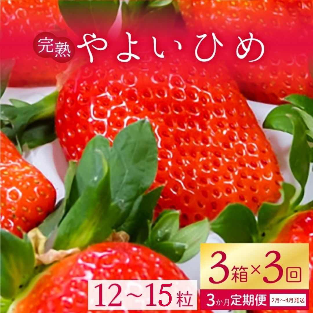 【茨城県行方市】【2026年2月より順次発送】【3ヶ月定期便】甘〜い!いちご やよいひめ 3箱(1箱:12粒〜15粒入り)|いちご イチゴ 苺 ストロベリー やよいひめ 果物 くだもの フルーツ 定期便 フルーツ定期便 先行予約 茨城県 行方市(V-1)