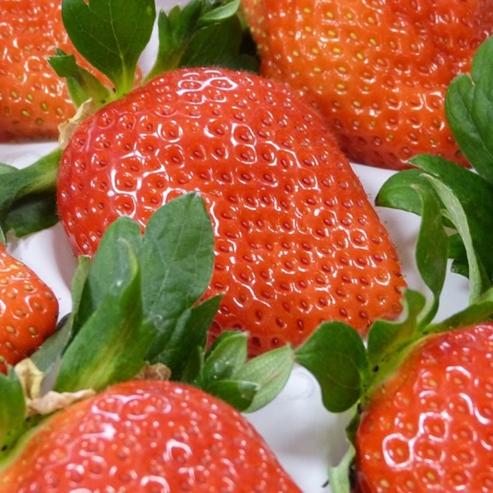 【2026年2月より順次発送】【3ヶ月定期便】甘～い！いちご やよいひめ 3箱(1箱：12粒～15粒入り)｜いちご イチゴ 苺 ストロベリー やよいひめ 果物 くだもの フルーツ 定期便 フルーツ定期便 先行予約 茨城県 行方市(V-1)