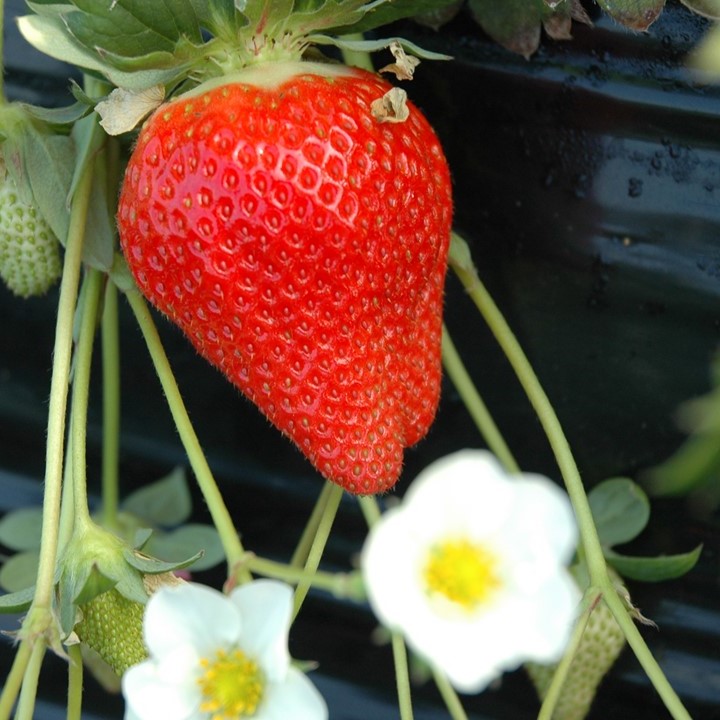 【2026年3月発送】甘～い！いちご やよいひめ 3箱(1箱：12粒～15粒入り)｜いちご イチゴ 苺 ストロベリー やよいひめ 果物 くだもの フルーツ 先行予約 茨城県 行方市(V-5)