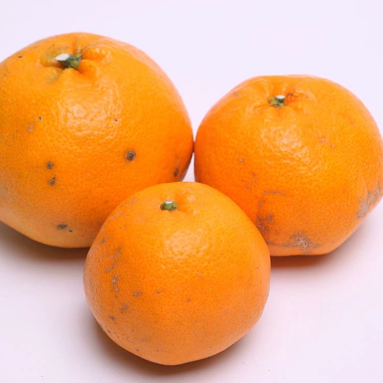 ＜2月より発送＞家庭用はるみ5kg+250g（傷み補償分）◇ ｜ わけあり 訳あり ワケアリ デコポンの姉妹品種・新食感春みかん【光センサー選別】 ※北海道・沖縄・離島への配送不可 ※2026年2月上旬～3月下旬頃に順次発送予定