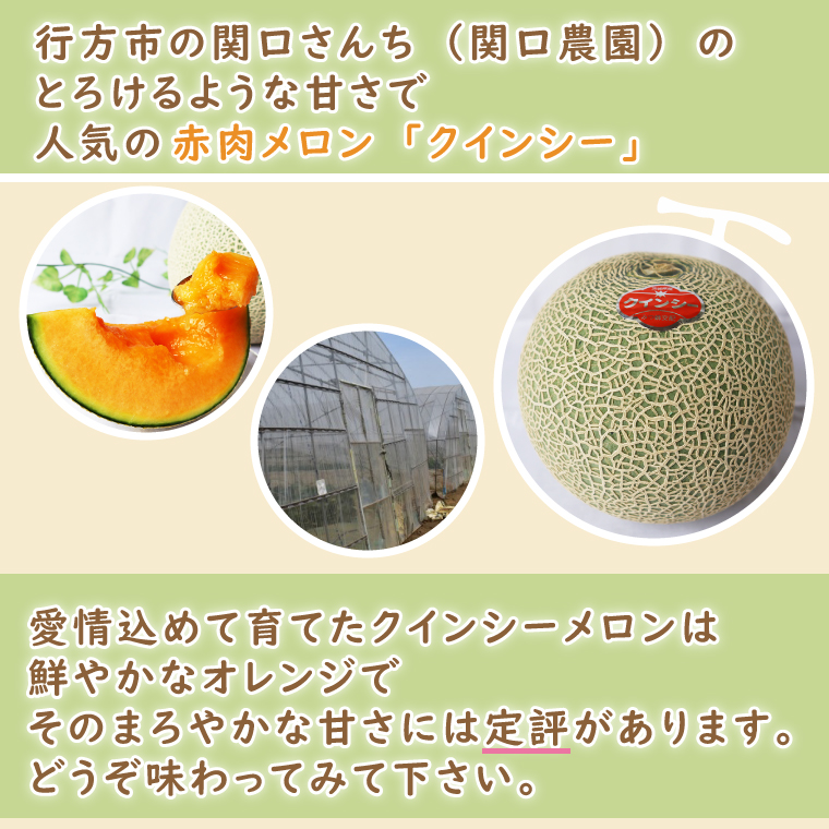 【2026年5月より順次発送】クインシーメロン（2玉）｜メロン クインシーメロン フルーツ 果物 くだもの 先行予約 茨城県 行方市(BW-19-1)