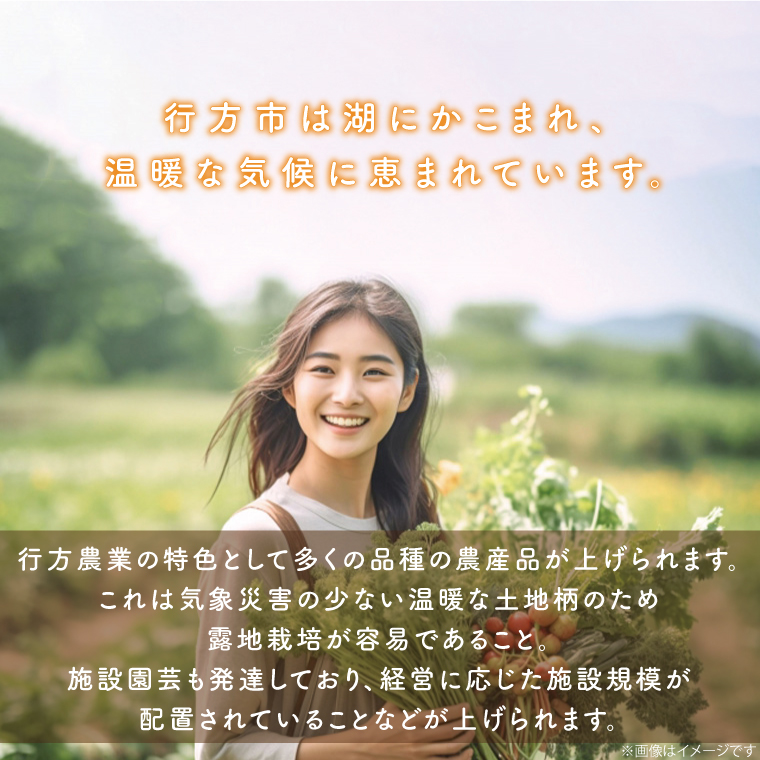 【12ヶ月定期便】野菜王国なめがたの旬野菜便(米 5kg入り)｜野菜 やさい 米 お米 旬 野菜セット セット 茨城県 行方市(CU-138)