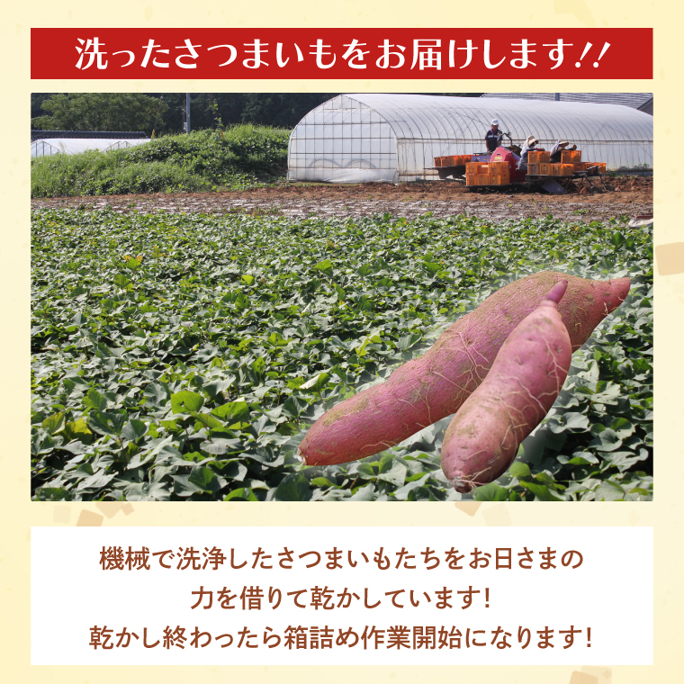【2025年12月より順次発送】茨城県産 紅はるか 訳あり サイズミックス　約5kg｜訳あり わけあり 訳アリ さつまいも サツマイモ さつま芋 紅はるか べにはるか 芋 いも 茨城県産 行方市(FU-1)