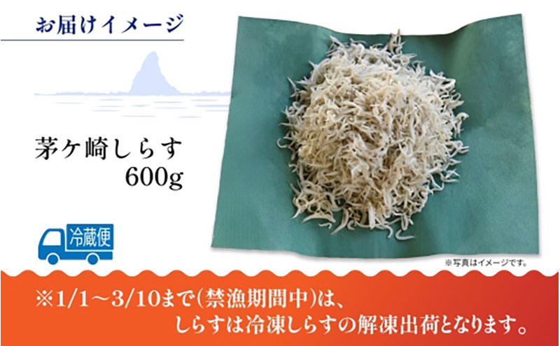 茅ヶ崎 しらす 生 新鮮 600g 網元 船 茹で上げ ゆでる 天日干し 白 透明 湘南 相模湾 朝獲れ  食卓  しらす丼 ポン酢 卵 海 漁 湯切り 濃厚 ふっくら 冷凍 神奈川県 茅ケ崎市