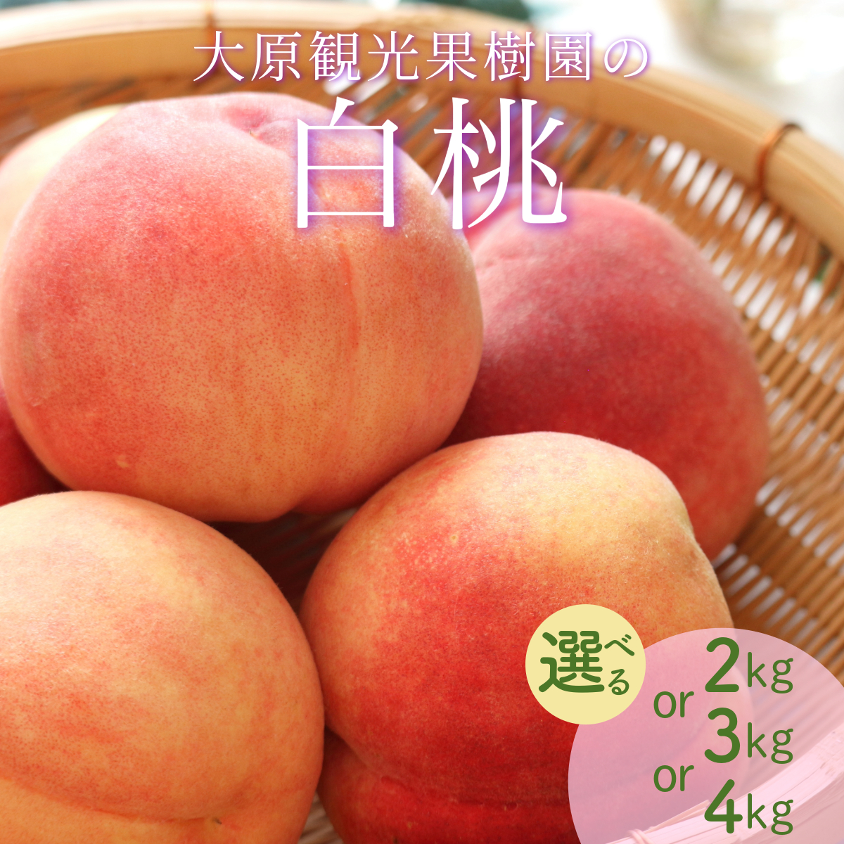 [選べる容量][数量限定][大原観光果樹園]岡山県産 旬の朝採れ白桃 1箱[2025年発送] 「1箱(約2kg 6玉)」or「1箱(約3kg 8玉)」or「1箱(約4kg 12〜13玉)」
