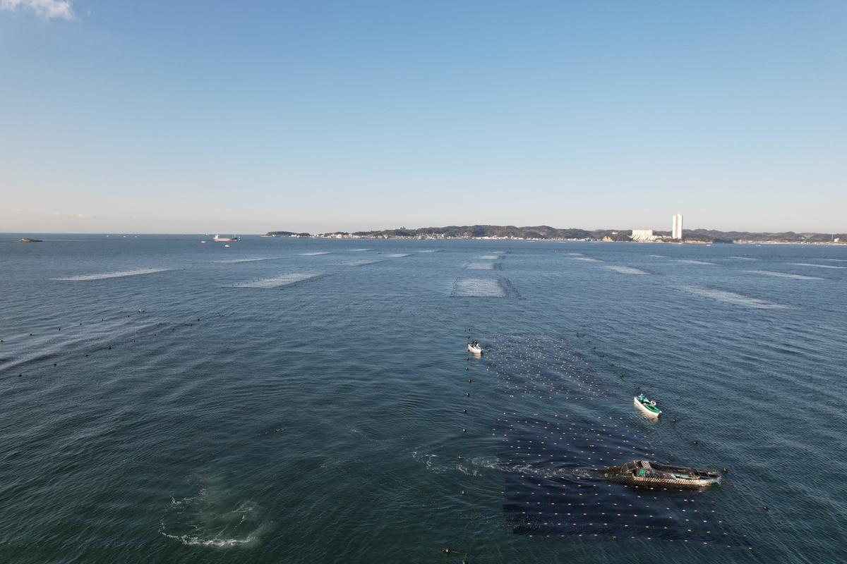 日間賀島 一番摘み 焼き海苔 プレミアム 計60枚 20枚×3袋 半切り のり 海苔 焼きのり