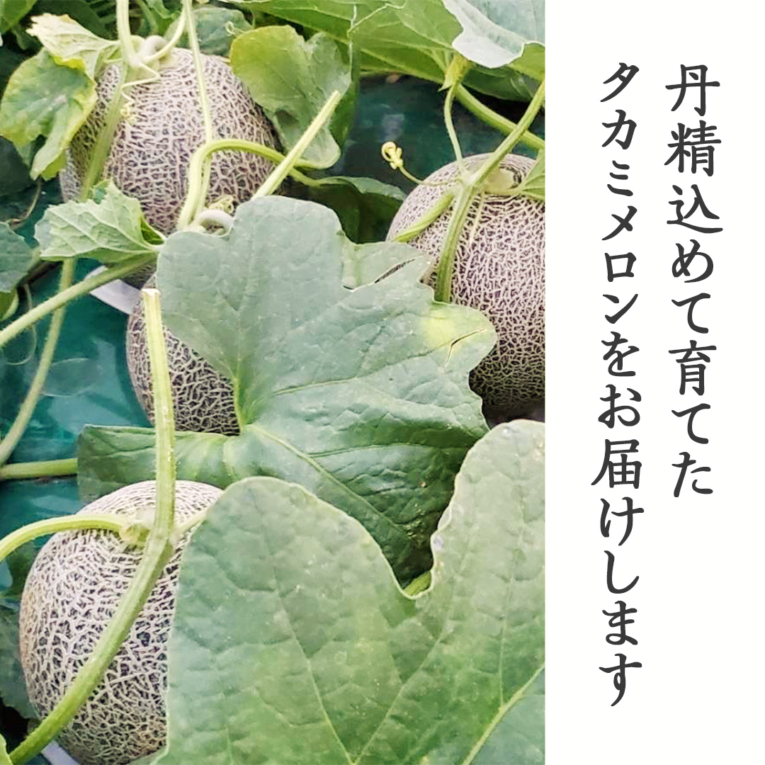 茨城県八千代町のふるさと納税 【 先行予約 2026年6月上旬以降発送】 令和7年産 八千代町産 タカミメロン 秀品 4-6玉 約5.5kg 期間限定 産地直送 果物 フルーツ メロン 甘い 人気 タカミ 貴味 [AX041ya]