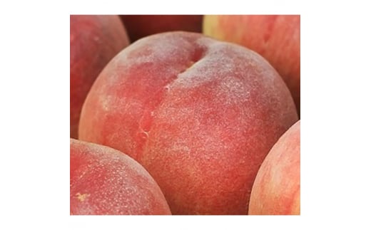 和歌山の厳選白桃 約4kg ｜ 白鳳・清水白桃・川中島・もも・はくとう【化粧箱入り】 ※北海道・沖縄・離島への配送不可 ※2026年7月上旬～7月下旬頃に順次発送予定