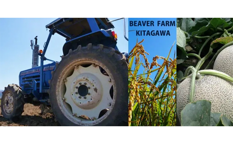 ななつぼし 米 10kg 玄米 令和6年産 北海道産 お米 こめ ご飯 ごはん