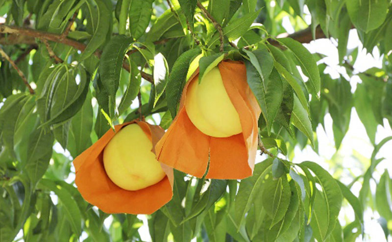 桃 2026年 先行予約 ご家庭用 岡山 白桃 5玉～9玉 2.0kg 前後 もも 岡山県産 国産 フルーツ 果物 雅桃園