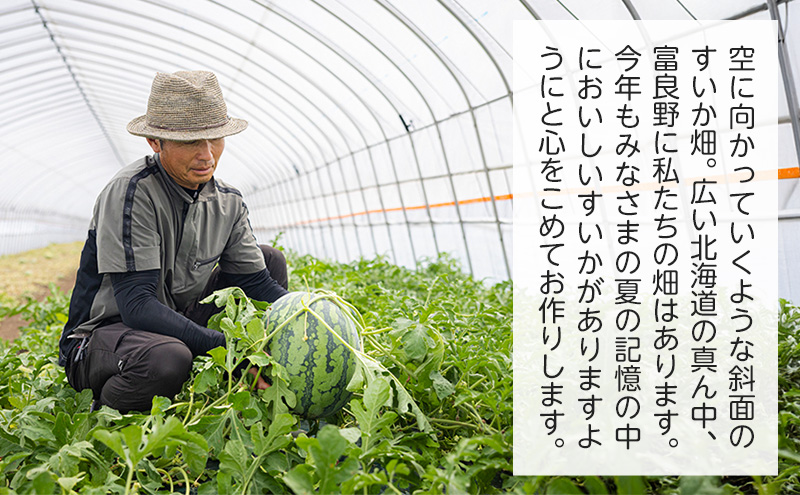 先行予約 富良野産 大玉 スイカ 金色羅皇  2L 7kg 以上×1玉 令和7年産 2026年産 北海道 富良野 ふらの 大玉 すいか 西瓜 果物 くだもの こんじきらおう 黄色 ゴールド 甘い