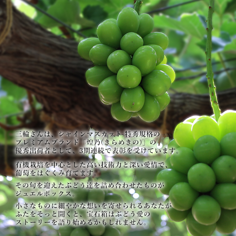 ぶどう 2026年 先行予約 ジュエルボックス 皮ごと食べることのできる 葡萄 4～5品種 詰合せ 約2kg 定期便 2回 コース ブドウ 葡萄 岡山県 赤磐市産 国産 フルーツ 果物 ギフト 三輪果樹園 岡山のぶどう 食べ比べ