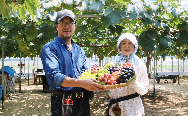 ぶどう 2026年 先行予約 ジュエルボックス 皮ごと食べることのできる 葡萄 4～5品種 詰合せ 約2kg 定期便 2回 コース ブドウ 葡萄 岡山県 赤磐市産 国産 フルーツ 果物 ギフト 三輪果樹園 岡山のぶどう 食べ比べ