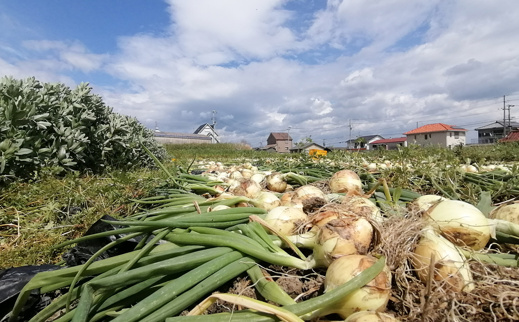 【淡路島のあま～い新玉ねぎ】淡路島ファーム太陽と海 から期間限定でお届け 10kg 【発送時期2026年3月中旬～5月中旬頃】 