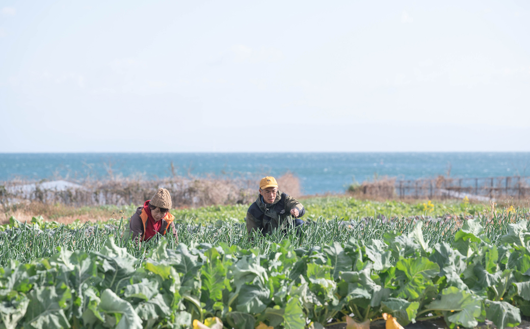 【淡路島のあま～い新玉ねぎ】淡路島ファーム太陽と海 から期間限定でお届け 10kg 【発送時期2026年3月中旬～5月中旬頃】 