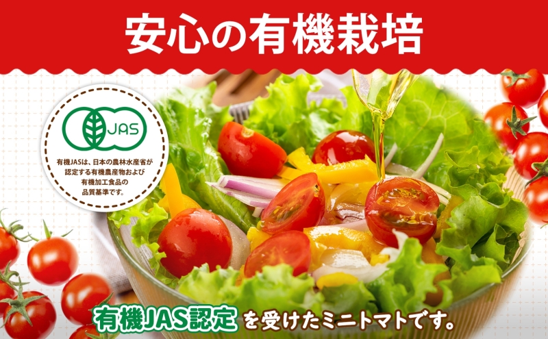 北海道 有機JAS認定 ミニトマト ダルタリー 150g×8パック 7月中旬～9月上旬頃にお届け 有機栽培 新鮮 旬 野菜 安心 安全 完熟 高糖度 濃厚 トマト 産地直送 農家直送 佐伯農園 送料無料 洞爺湖