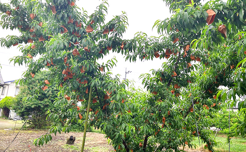 桃 2026年 先行予約 瀬戸の朝凪 KU-PP1 約1.2kg 7～8玉 新品種 モモ もも フルーツ 果物 岡山 赤磐市産