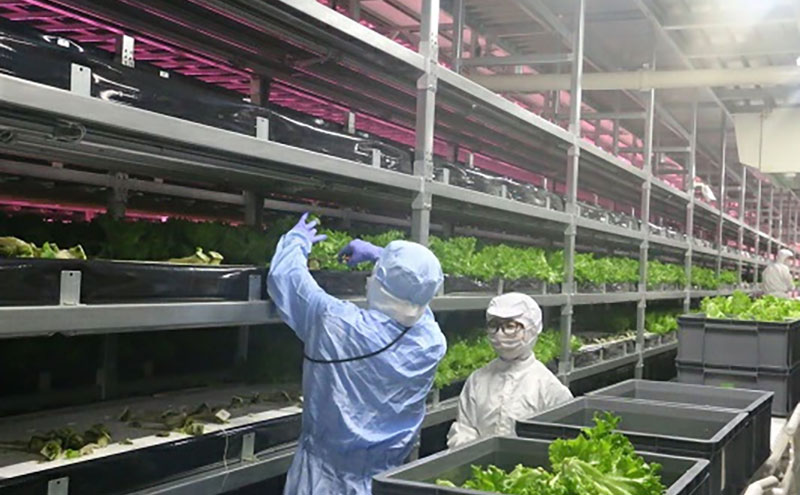 なばリーフ アソート セット フリルレタス 3p グリーンリーフレタス 2p ケール 2p 計7p入/ 水耕栽培 時短 野菜 レタス 特殊フィルム包装 新鮮 洗わずに食べられる サラダ お鍋 スープ サンドウィッチ 炒め物 煮物 サラダ 手軽 安全 安心 栄養 健康