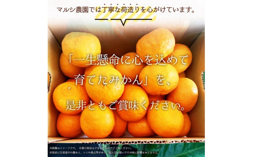 BF6049n_（2026年先行受付）完熟 せとか 青秀品 9～15玉 化粧箱