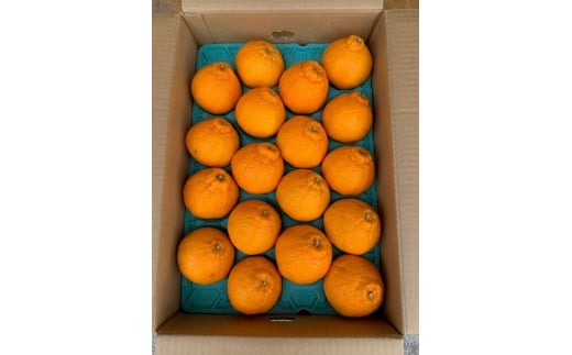 BF6065_（2026年先行受付）しらぬい（デコポン）24～28玉入り ※着日指定不可