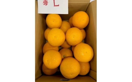 BF6067_（2026年先行受付）はっさく 赤秀品 Lサイズ 5kg ※着日指定不可
