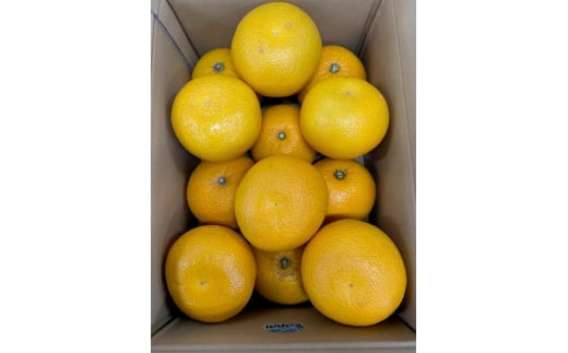 BF6068_（2026年先行受付）はっさく 赤秀品2L、3Lサイズ 5kg