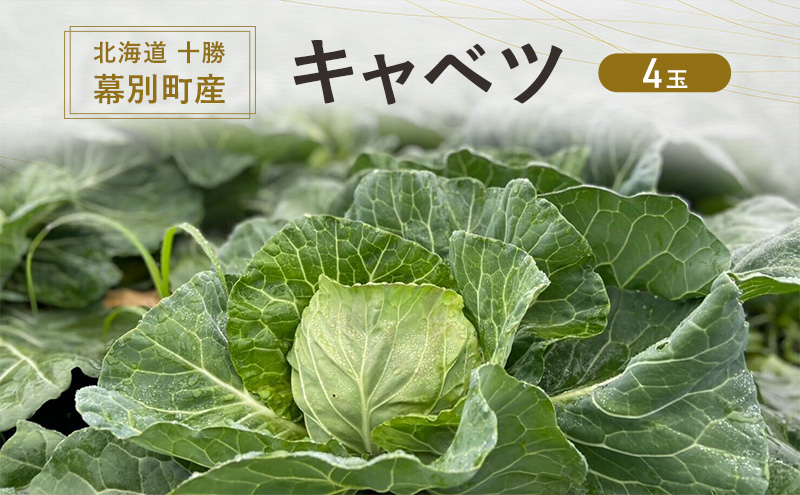 【北海道幕別町】北海道 十勝 幕別町産 キャベツ 4玉 【 野菜 サラダ 産地直送 竹内農場 きゃべつ 葉野菜 ロールキャベツ 千切り 】