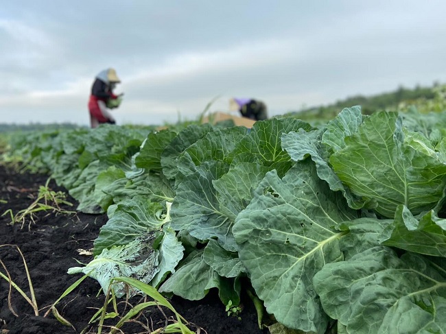 北海道 十勝 幕別町産 キャベツ 4玉 【 野菜 サラダ 産地直送 竹内農場