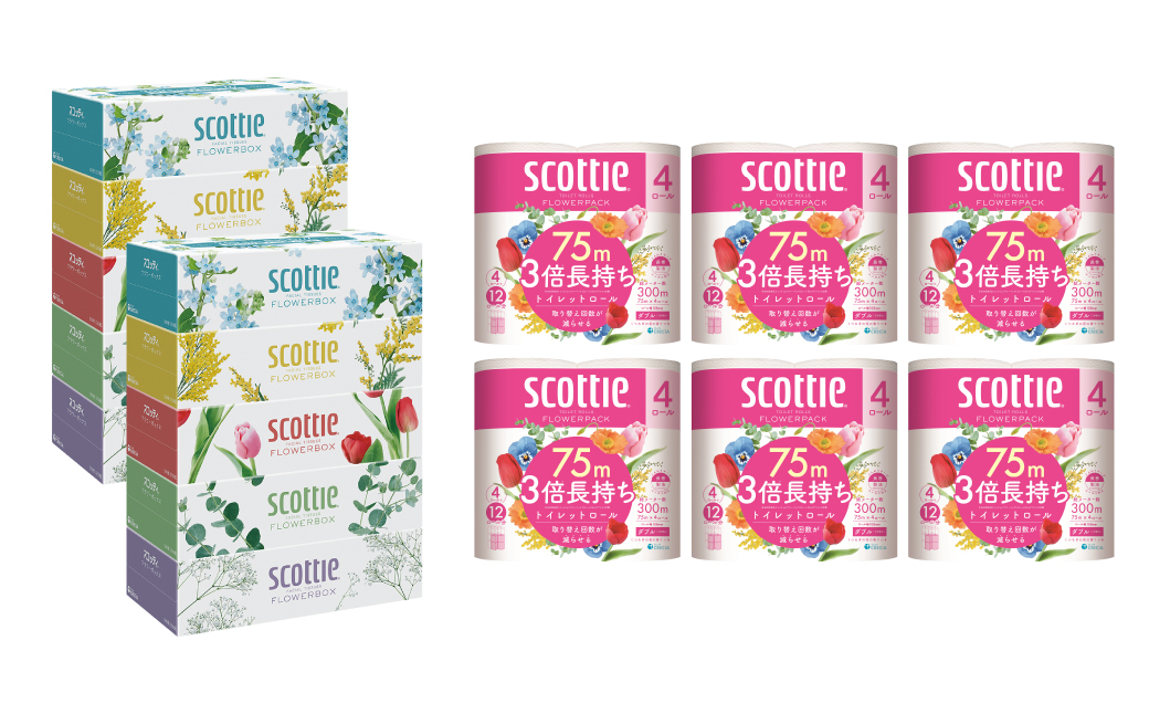 熊本県八代市のふるさと納税 【定期便3回】【毎月1回お届け】【スコッティ】ティシュー フラワーボックス 250組（5箱パック×2セット）＋フラワーパック 3倍長持ち（4ロール(ダブル)パック×6セット）ティッシュ トイレットペーパー 日用品