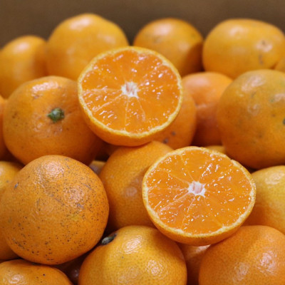 和歌山県産 有田みかん 約5kg 家庭用 ※2025年10月中旬～2026年1月下旬頃に順次発送予定 ※北海道・沖縄・離島への配送不可