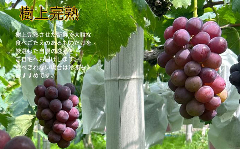 訳あり ニューピオーネ 2房 合計1.0kg以上 産地直送 朝採れ ぶどう 葡萄 岡山 Kawahara Green Farm 岡山県産 2026年 先行予約