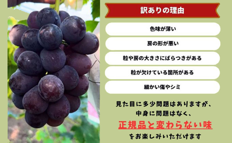 訳あり ニューピオーネ 2房 合計1.0kg以上 産地直送 朝採れ ぶどう 葡萄 岡山 Kawahara Green Farm 岡山県産 2026年 先行予約