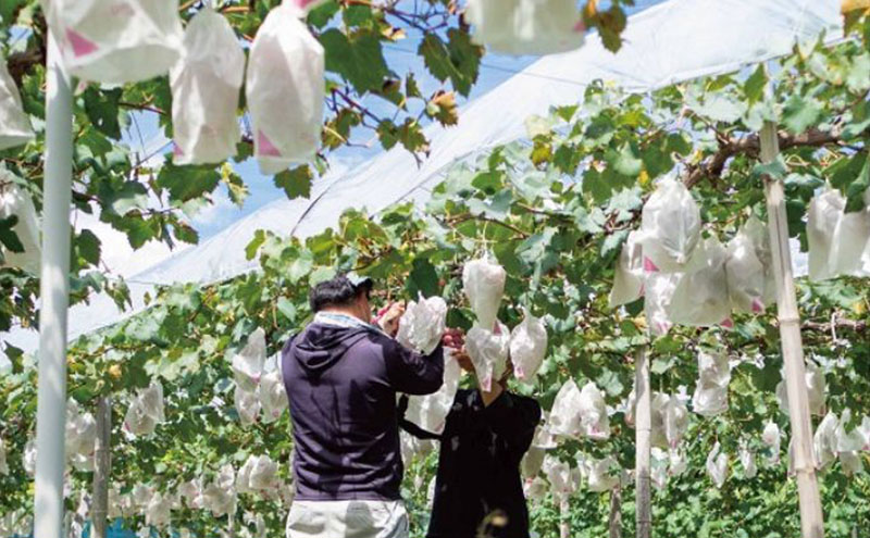 訳あり ニューピオーネ 2房 合計1.0kg以上 産地直送 朝採れ ぶどう 葡萄 岡山 Kawahara Green Farm 岡山県産 2026年 先行予約