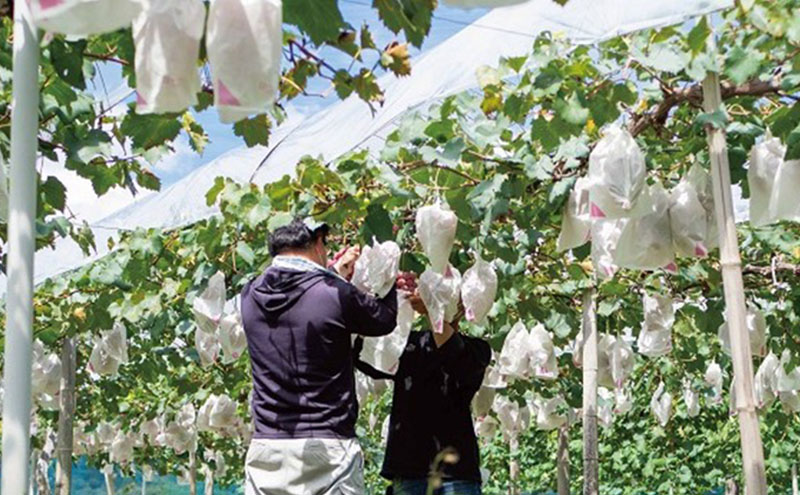 厳選 クイーンニーナ 1.0kg以上 2房 産地直送 朝採れ ぶどう 葡萄 KAWAHARA Green Farm 岡山県産 2026年 先行予約
