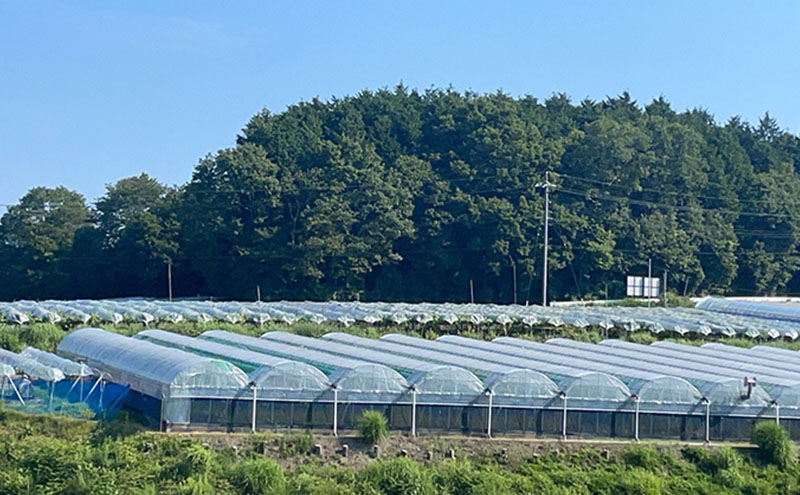 厳選 クイーンニーナ 1.0kg以上 2房 産地直送 朝採れ ぶどう 葡萄 KAWAHARA Green Farm 岡山県産 2026年 先行予約