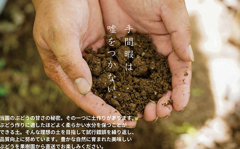 厳選 ニューピオーネ 2房 合計1.0kg以上 産地直送 朝採れ ぶどう 葡萄 Kawahara Green Farm 岡山県産 2026年 先行予約