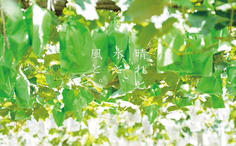 厳選 ニューピオーネ 2房 合計1.0kg以上 産地直送 朝採れ ぶどう 葡萄 Kawahara Green Farm 岡山県産 2026年 先行予約