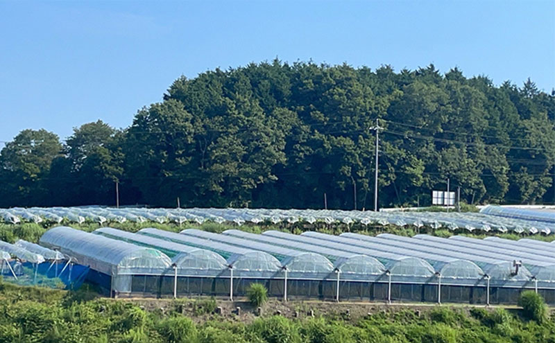 厳選 ニューピオーネ 2房 合計1.0kg以上 産地直送 朝採れ ぶどう 葡萄 Kawahara Green Farm 岡山県産 2026年 先行予約